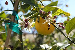 Meyer Lemon (Citrus x meyeri) at Canadale Nurseries