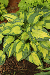 Sister Act Hosta (Hosta 'Sister Act') at Canadale Nurseries