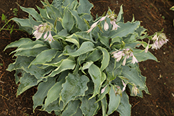 Tears In Heaven Hosta (Hosta 'Tears In Heaven') at Canadale Nurseries