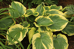 Terms Of Endearment Hosta (Hosta 'Terms Of Endearment') at Canadale Nurseries