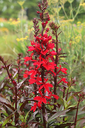 Starship Scarlet Bronze Leaf Lobelia (Lobelia 'Starship Scarlet Bronze Leaf') at Canadale Nurseries