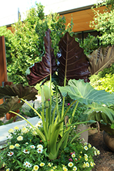 Mythic Regal Shields Elephant Ears (Alocasia 'Regal Shields') at Canadale Nurseries