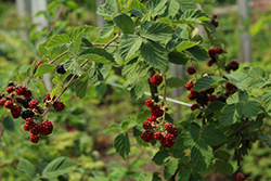 Chester Thornless Blackberry (Rubus 'Chester') at Canadale Nurseries