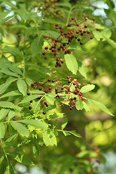 American Elder (Sambucus canadensis) at Canadale Nurseries