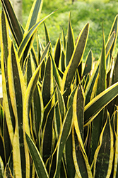 Black Gold Snake Plant (Sansevieria trifasciata 'Black Gold') at Canadale Nurseries