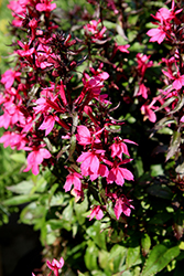 Starship Rose Lobelia (Lobelia 'PAS1302714') at Canadale Nurseries