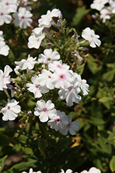 Ka-Pow White Garden Phlox (Phlox paniculata 'Balkapowi') at Canadale Nurseries