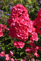 Super Ka-Pow Coral Garden Phlox (Phlox paniculata 'Balsukaco') at Canadale Nurseries