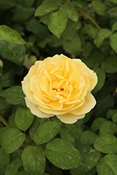 Moonlight Romantica Rose (Rosa 'Meikaquinz') at Canadale Nurseries