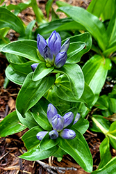 Closed Bottle Gentian (Gentiana andrewsii) at Canadale Nurseries