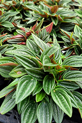 Rosso Peperomia (Peperomia caperata 'Rosso') at Canadale Nurseries