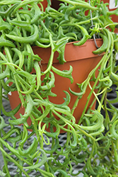 String Of Dolphins (Senecio peregrinus) at Canadale Nurseries