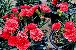 Early Bird Chili Pinks (Dianthus 'Wp10 Sab06') at Canadale Nurseries