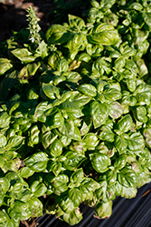 Genovese Basil (Ocimum basilicum 'Genovese') at Canadale Nurseries