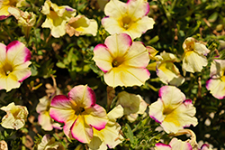 Headliner Banana Cherry Petunia (Petunia 'KLEPH20425') at Canadale Nurseries