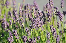 Lavance Deep Purple Lavender (Lavandula angustifolia 'Lavance Deep Purple') at Canadale Nurseries