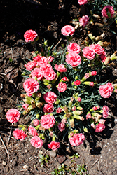 Fruit Punch Classic Coral Pinks (Dianthus 'Classic Coral') at Canadale Nurseries