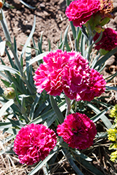 Fruit Punch Funky Fuchsia Pinks (Dianthus 'Funky Fuchsia') at Canadale Nurseries