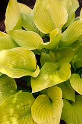Age of Gold Hosta (Hosta 'Age of Gold') at Canadale Nurseries