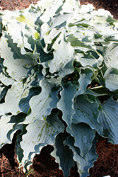 Dancing With Dragons Hosta (Hosta 'Dancing With Dragons') at Canadale Nurseries