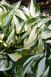 Fire and Ice Hosta (Hosta 'Fire and Ice') at Canadale Nurseries