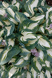 Hans Hosta (Hosta 'Hans') at Canadale Nurseries