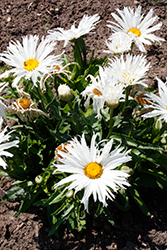 Amazing Daisies Spun Silk Shasta Daisy (Leucanthemum x superbum 'Spun Silk') at Canadale Nurseries