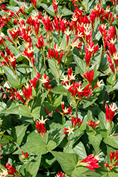 Little Redhead Indian Pink (Spigelia marilandica 'Little Redhead') at Canadale Nurseries