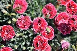 Fruit Punch Black Cherry Frost Pinks (Dianthus 'Black Cherry Frost') at Canadale Nurseries