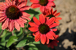 Color Coded Frankly Scarlet Coneflower (Echinacea 'Frankly Scarlet') at Canadale Nurseries