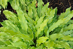 Wiggles and Squiggles Hosta (Hosta 'Wiggles and Squiggles') at Canadale Nurseries