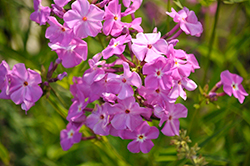 Opening Act Romance Phlox (Phlox 'Opening Act Romance') at Canadale Nurseries