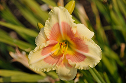 Happy Ever Appster When My Sweetheart Returns Daylily (Hemerocallis 'When My Sweetheart Returns') at Canadale Nurseries
