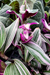 Nanouk Tradescantia (Tradescantia albiflora 'Nanouk') at Canadale Nurseries