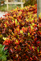 Mammy Croton (Codiaeum 'Mammy') at Canadale Nurseries