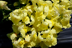Snapshot Yellow Snapdragon (Antirrhinum majus 'PAS409666') at Canadale Nurseries