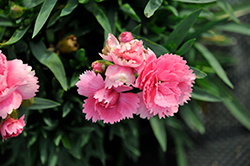 Sunflor Bowie Carnation (Dianthus caryophyllus 'Sunflor Bowie') at Canadale Nurseries