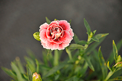 Sunflor Esta Carnation (Dianthus caryophyllus 'Sunflor Harper') at Canadale Nurseries