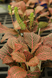 Nerve Plant (Fittonia argyroneura) at Canadale Nurseries