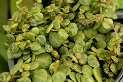 String of Turtles Plant (Peperomia prostrata) at Canadale Nurseries