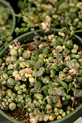 Variegated String Of Pearls (Senecio rowleyanus 'Variegata') at Canadale Nurseries