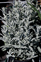 GardenGhost Artemisia (Artemisia 'GardenGhost') at Canadale Nurseries