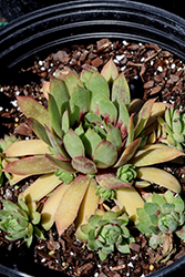 Chick Charms GIANTS Gold Mine Hens And Chicks (Sempervivum 'Gold Mine') at Canadale Nurseries