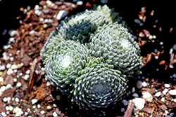 Colorockz Arctic White Hens And Chicks (Sempervivum 'Belsemcob2') at Canadale Nurseries