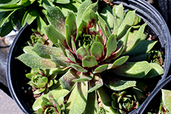 Chick Charms GIANTS Glacier Blue Hens And Chicks (Sempervivum 'Glacier Blue') at Canadale Nurseries