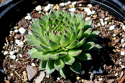 Colorockz Ruby Lime Hens And Chicks (Sempervivum 'Belsemcha1') at Canadale Nurseries