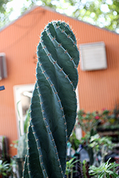 Spiral Cactus (Cereus forbesii 'Spiralis') at Canadale Nurseries