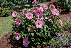 Summerific Spinderella Hibiscus (Hibiscus 'Spinderella') at Canadale Nurseries