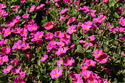 Mojave Fuchsia Portulaca (Portulaca grandiflora 'Mojave Fuchsia') at Canadale Nurseries