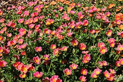 Mojave Pink Portulaca (Portulaca grandiflora 'Mojave Pink') at Canadale Nurseries